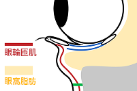 從側面觀察眼部示意圖